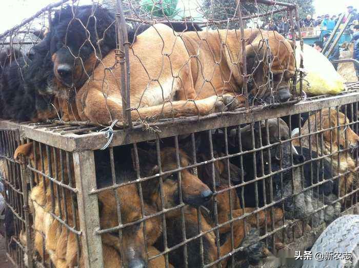 哈士奇在农村狗市多少钱能买到,狗市场上的小型哈士奇