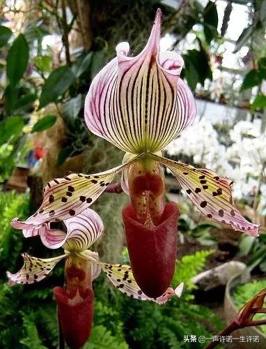从未见到的怪花,从没见过的奇花