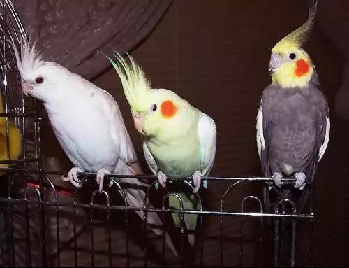 玄凤鹦鹉喂什么牌子奶粉,特点玄凤鹦鹉怎么培育的