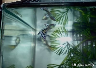 孔雀鱼尾鳍怎么超大,孔雀鱼尾鳍分类