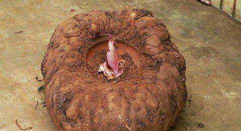 新鲜的魔芋该怎么吃,魔芋熟吃还是生吃