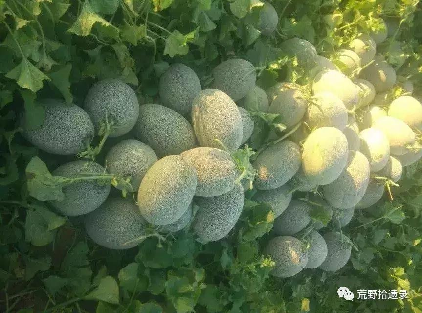 四川适合种植哈密瓜甜瓜品种,甜瓜种植技术新疆哈密瓜