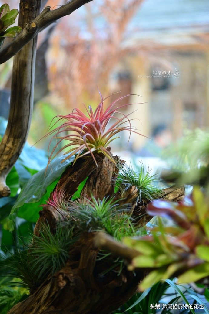 雨林缸可以养的蜥蜴,鱼缸改造封闭式雨林缸养蜥蜴