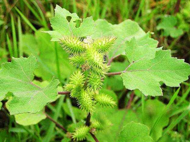 植物妈妈有办法二年级语文知识点,植物妈妈有办法二年级上课文讲解