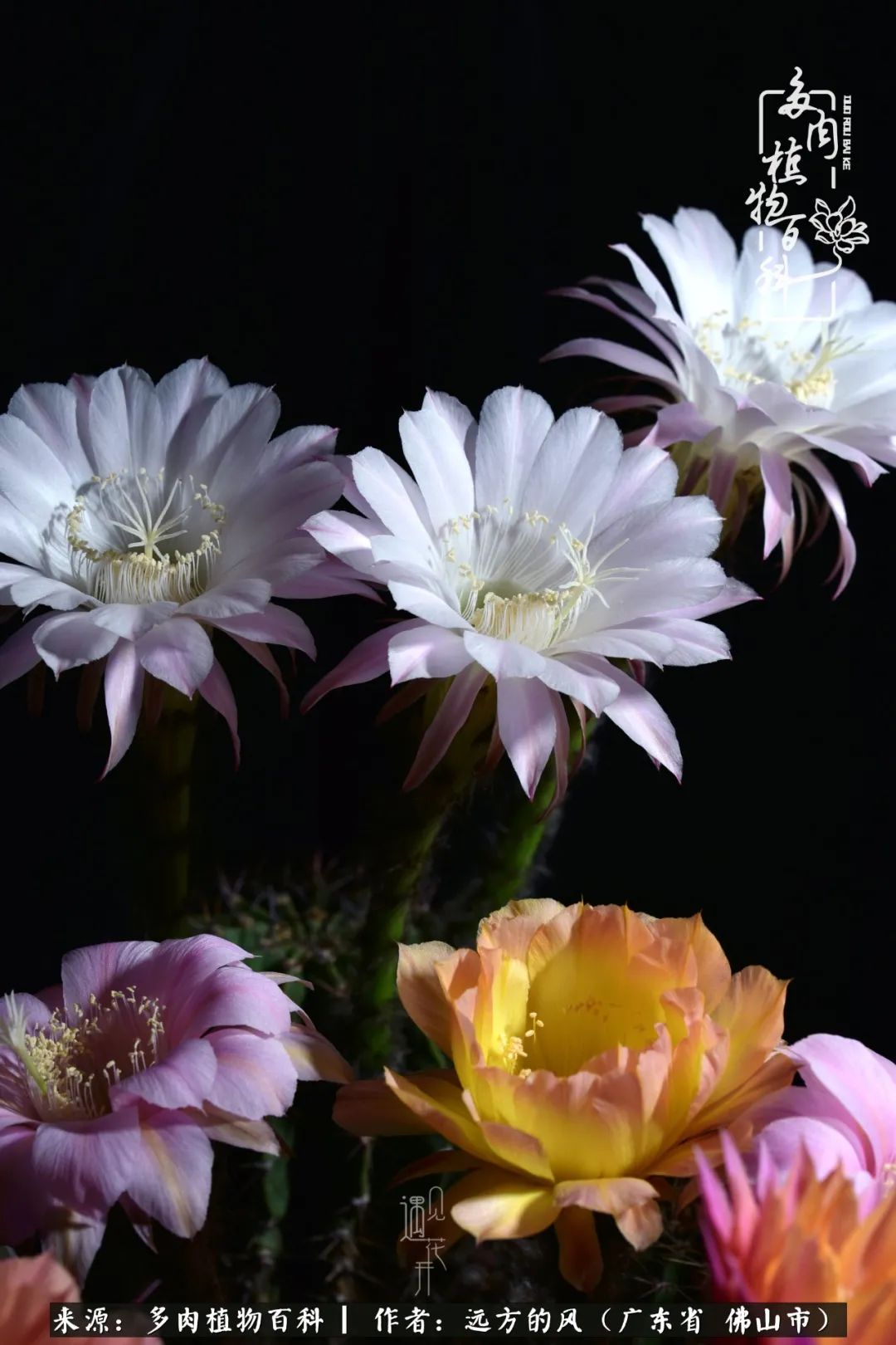 那些花儿在每个角落静静为你开着,那些花儿在每个角落静静地绽放