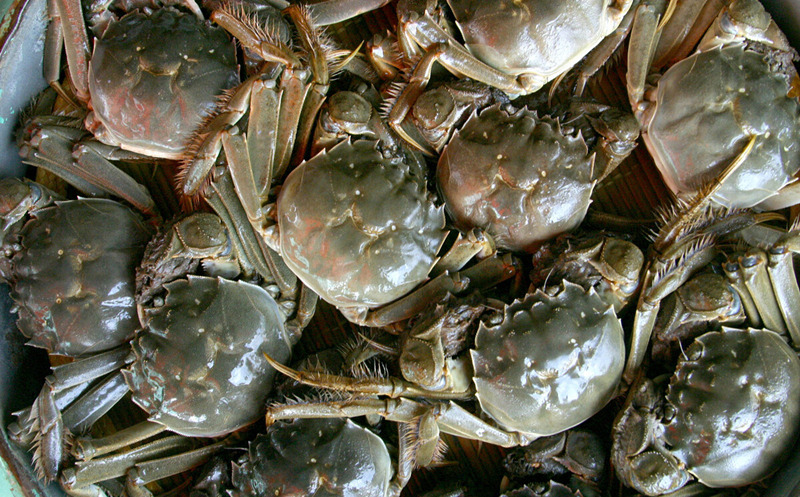 螃蟹的保存方法不放冰箱,螃蟹该怎么放冰箱保存