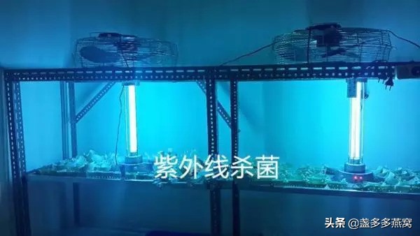 燕窝专业知识之燕窝的商品规格,燕窝知识科普燕窝是什么味道