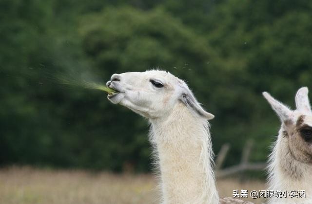神兽羊驼吐口水,羊驼为什么吐口水表情包