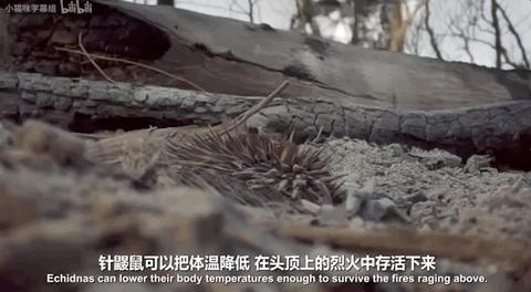 豆瓣9.6！娃刷到停不下来，还能看出人生大道理