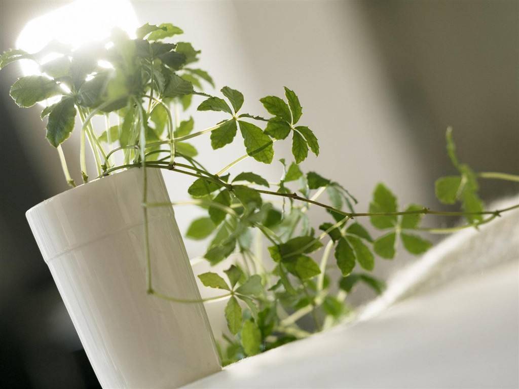 家里面除甲醛哪个方法比较好一些,除甲醛最直接最有效的方法是什么