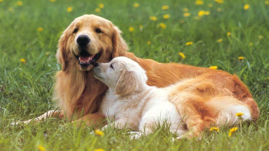 狗有老虎的基因吗,狗妈带大的老虎基因会改变吗