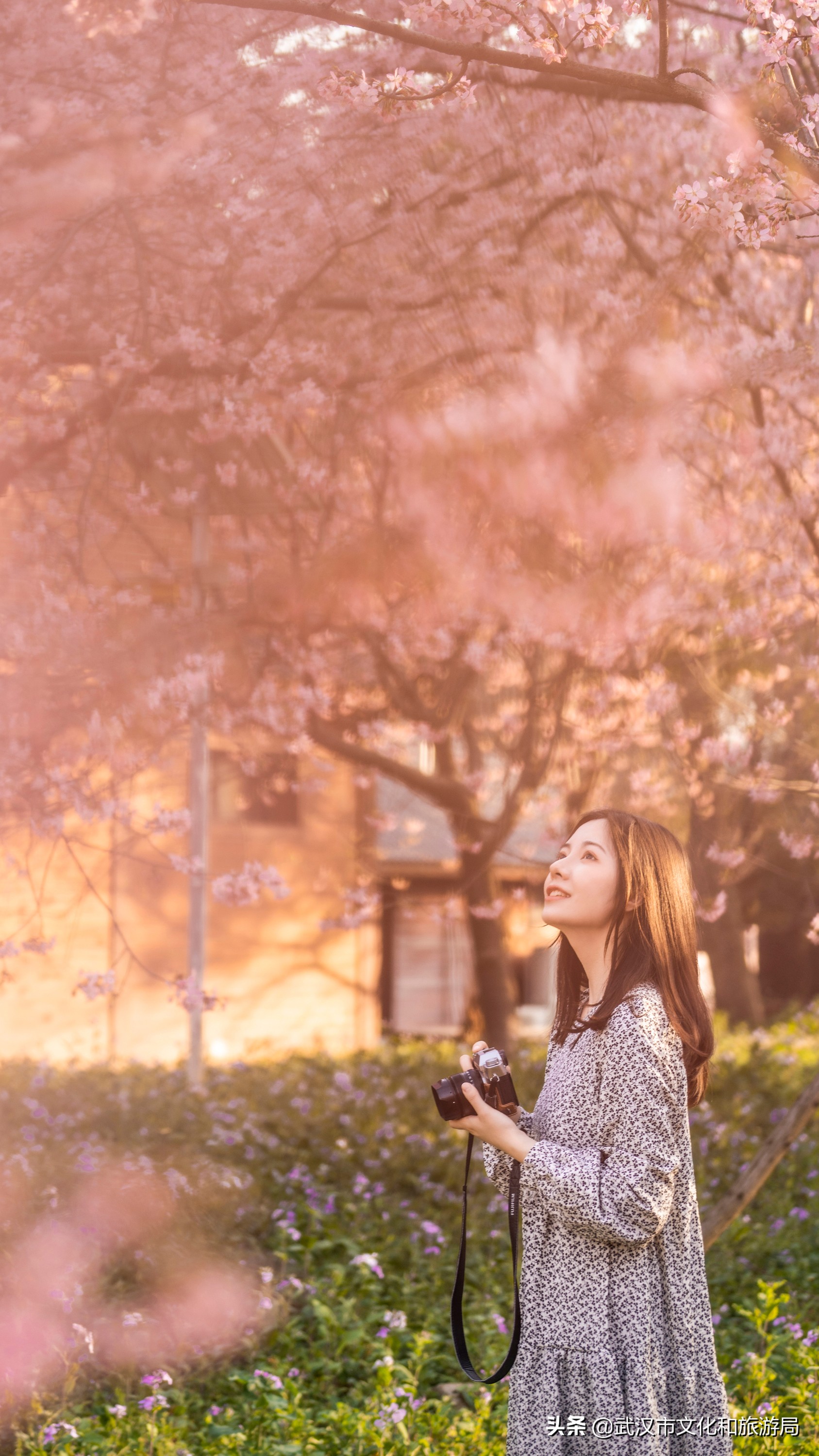 武汉东湖樱花门票,武汉看樱花的景点