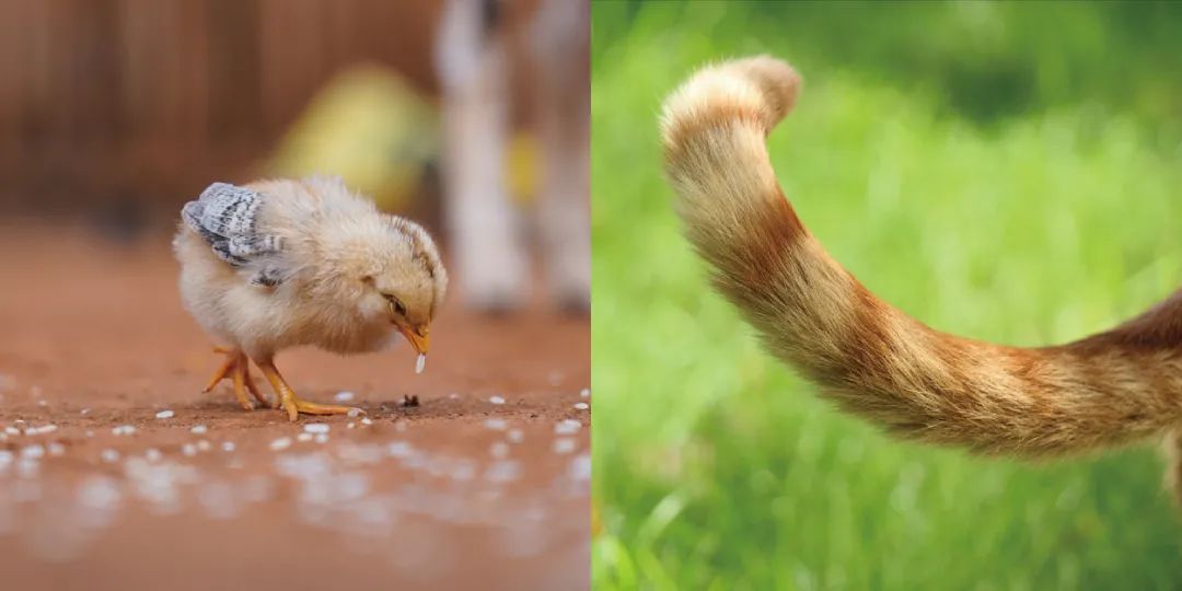 logo拟人化,拟人化商标设计logo