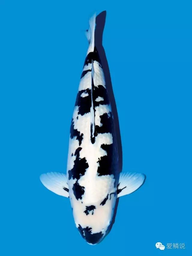 这份冬季锦鲤的“福音”送给你，别让一年辛苦付诸“冬”流