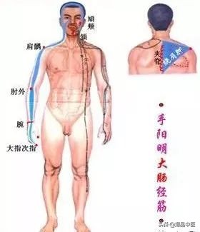 十二经筋连接动态图,十二经筋的图解
