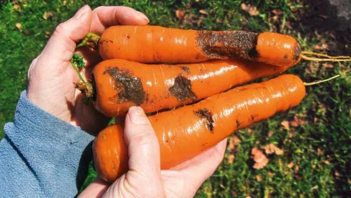 菜园里有白色的小飞虫,菜园里的神奇昆虫在哪里