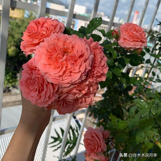 推荐一下多头月季花,100种月季品种大全