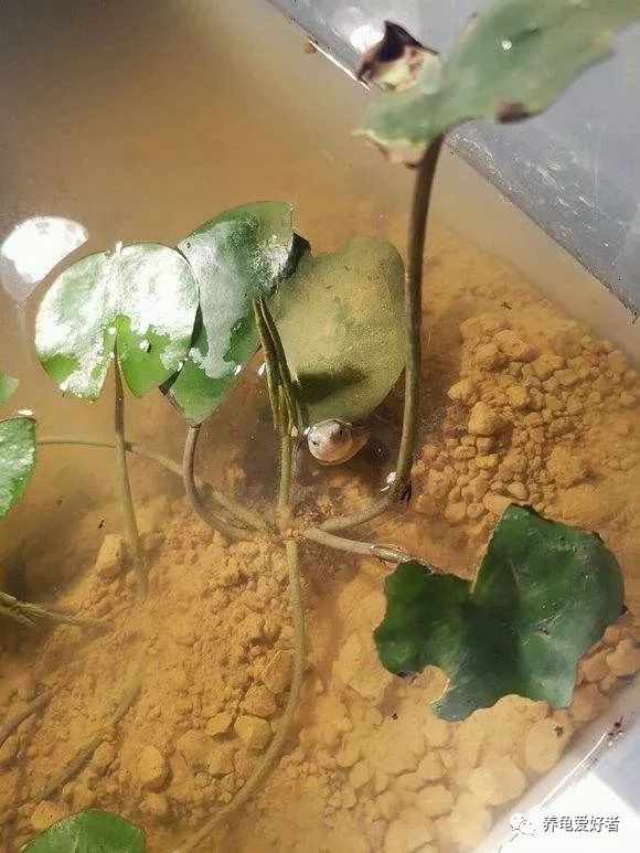 龟龟生病不吃东西喂点什么药,龟为什么养了一段时间就变味了