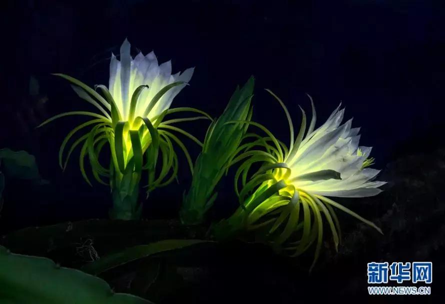 又甜又香的火龙果,夏天火龙果这样吃太凉爽了