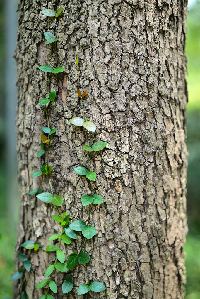 松下lumixspro50mmf1.4,松下lumixs24-105mmf4macro镜头