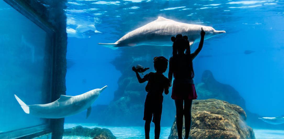 珠海长隆六月游玩攻略,春节去珠海长隆海洋王国好玩吗