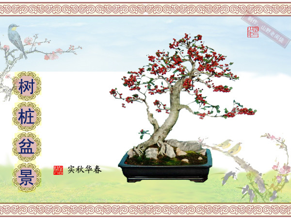 鏍戞々鐩嗘櫙楂樻竻鍥剧墖,姒旀鐩嗘櫙鏍戞々