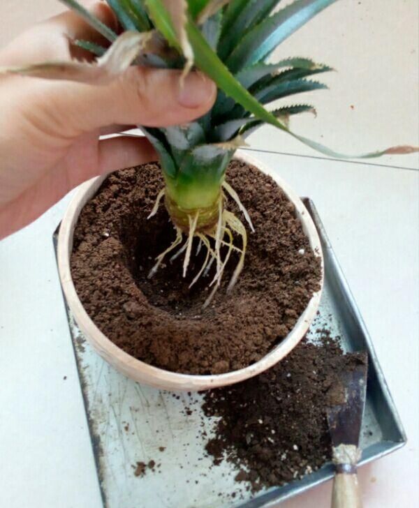 金钻菠萝和凤梨的区别,菠萝和凤梨有区别吗知乎问答