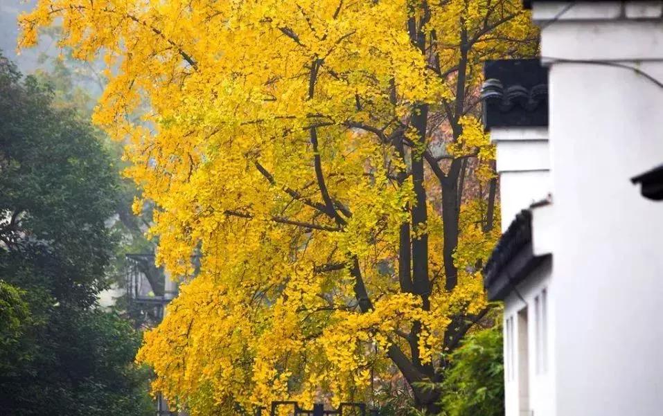 太全了,南京人少景美的免费公园