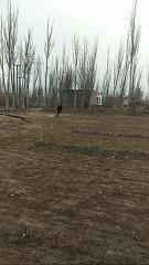 踢足球买买提,买买提踢足球