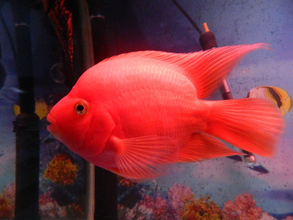 鹦鹉鱼观赏鱼怀孕周期,虎鲨观赏鱼吃鹦鹉鱼吗