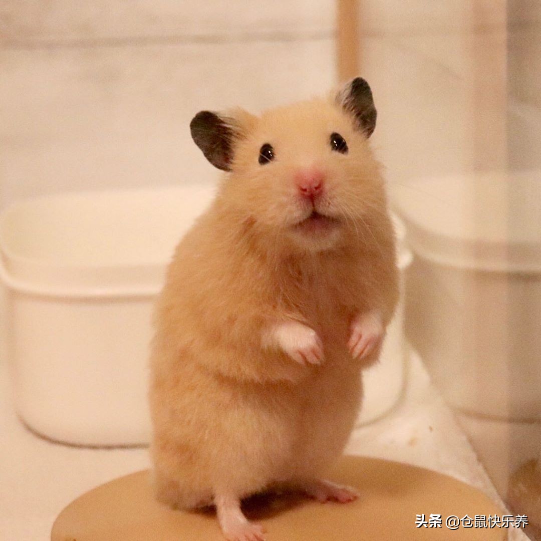 快一年的仓鼠突然很瘦但是爱运动,仓鼠幼鼠不爱运动