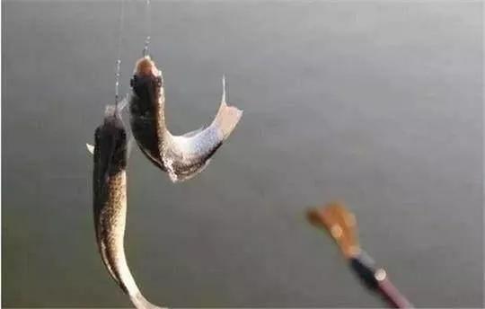 标准的两个钩的距离是多远,1.5到2个钩距是多少厘米