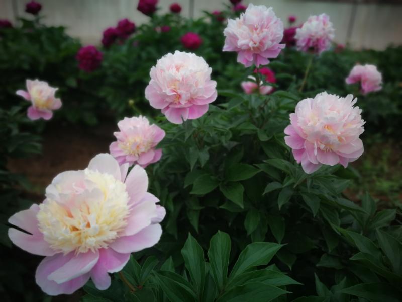 莫道春深百花残芍药花开正芬芳