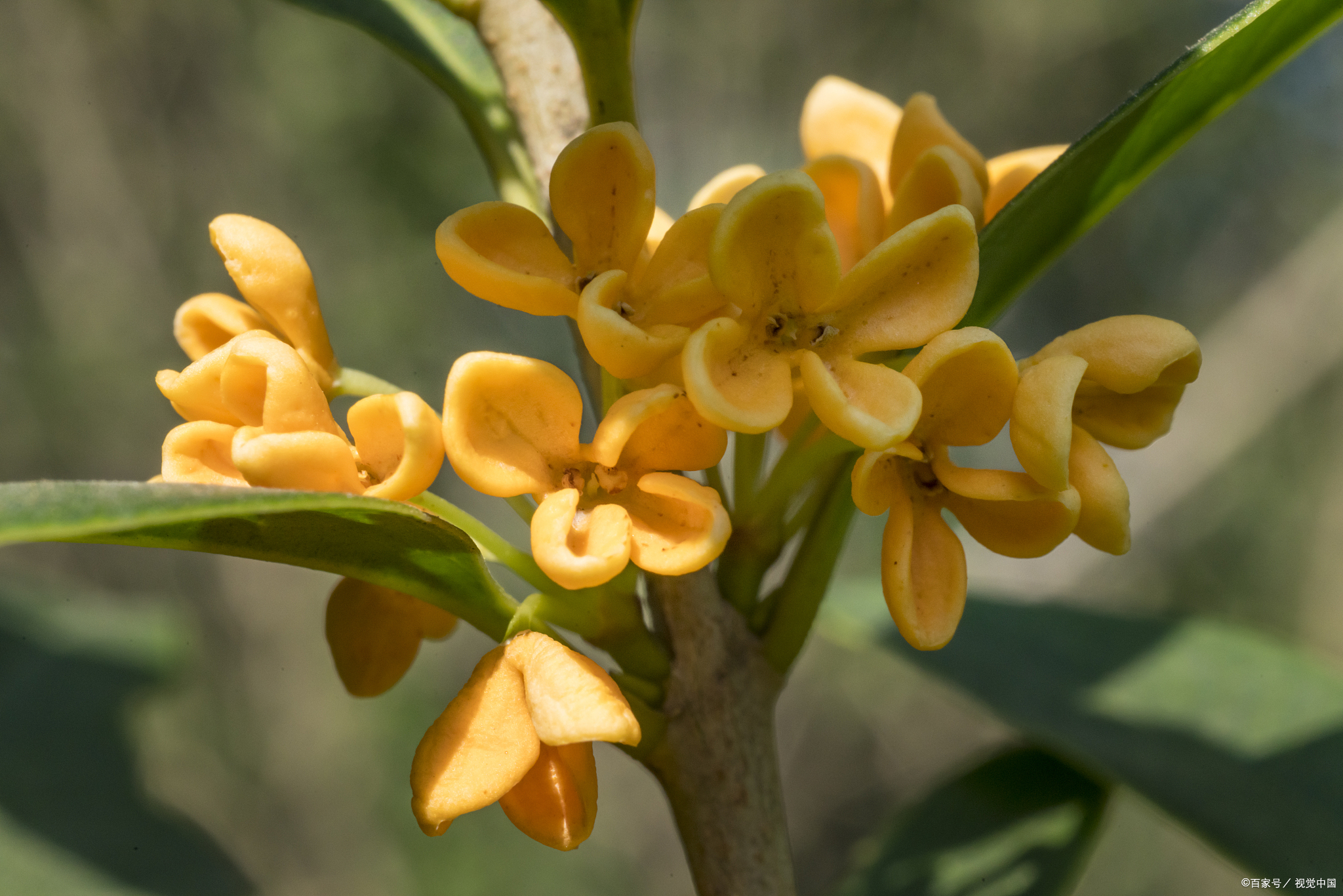 金秋九月丹桂飘香是谁说的,深秋九月丹桂飘香