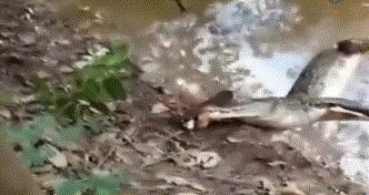 电鳗为什么不怕高压电,电鳗是怎么放电的怎么电不到自己