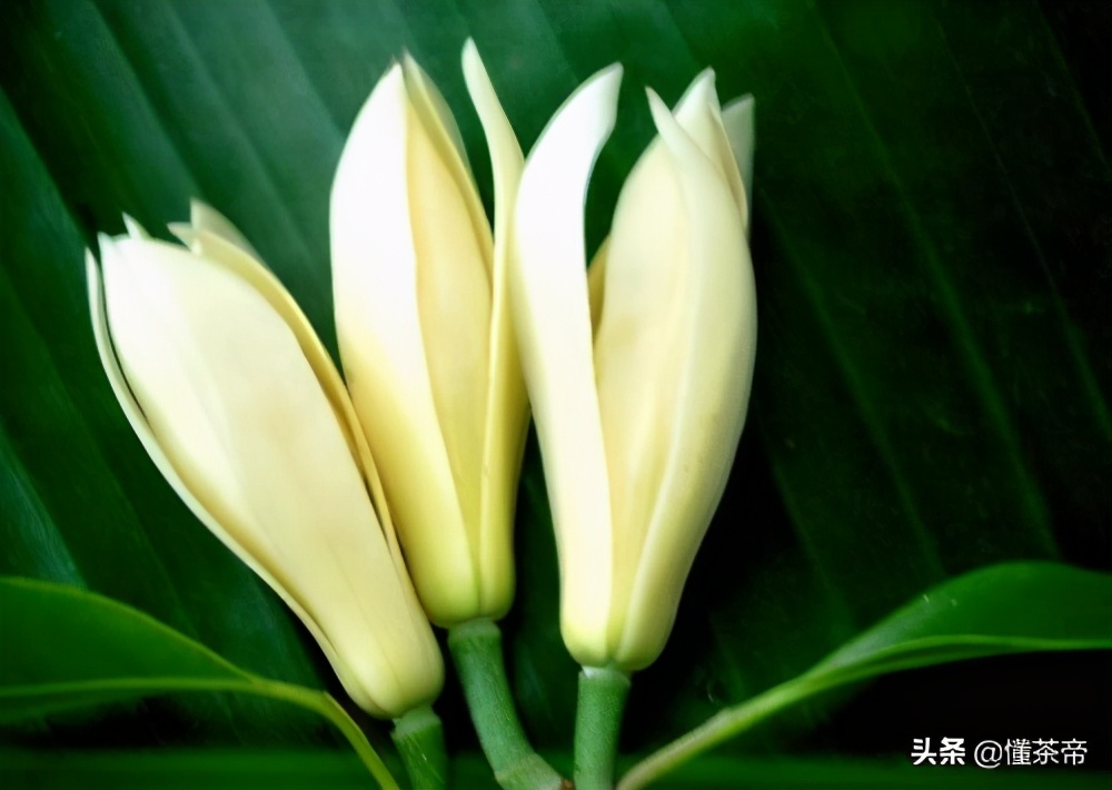 茉莉花茶都得用白玉兰花吗,茉莉花茶里面掺的是哪种兰花