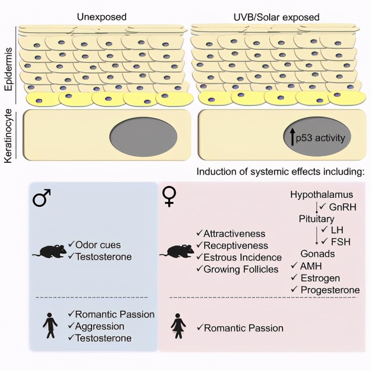 为什么要晒太阳？新研究：晒太阳能促进人体分泌*丸睾**素，增加性欲