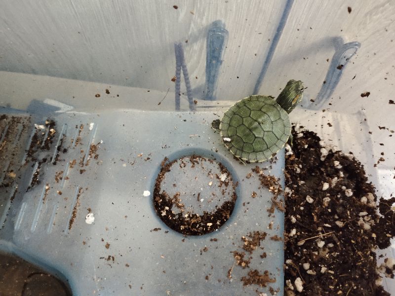 刚开始养乌龟养什么龟最好,新手养龟哪种乌龟最好养