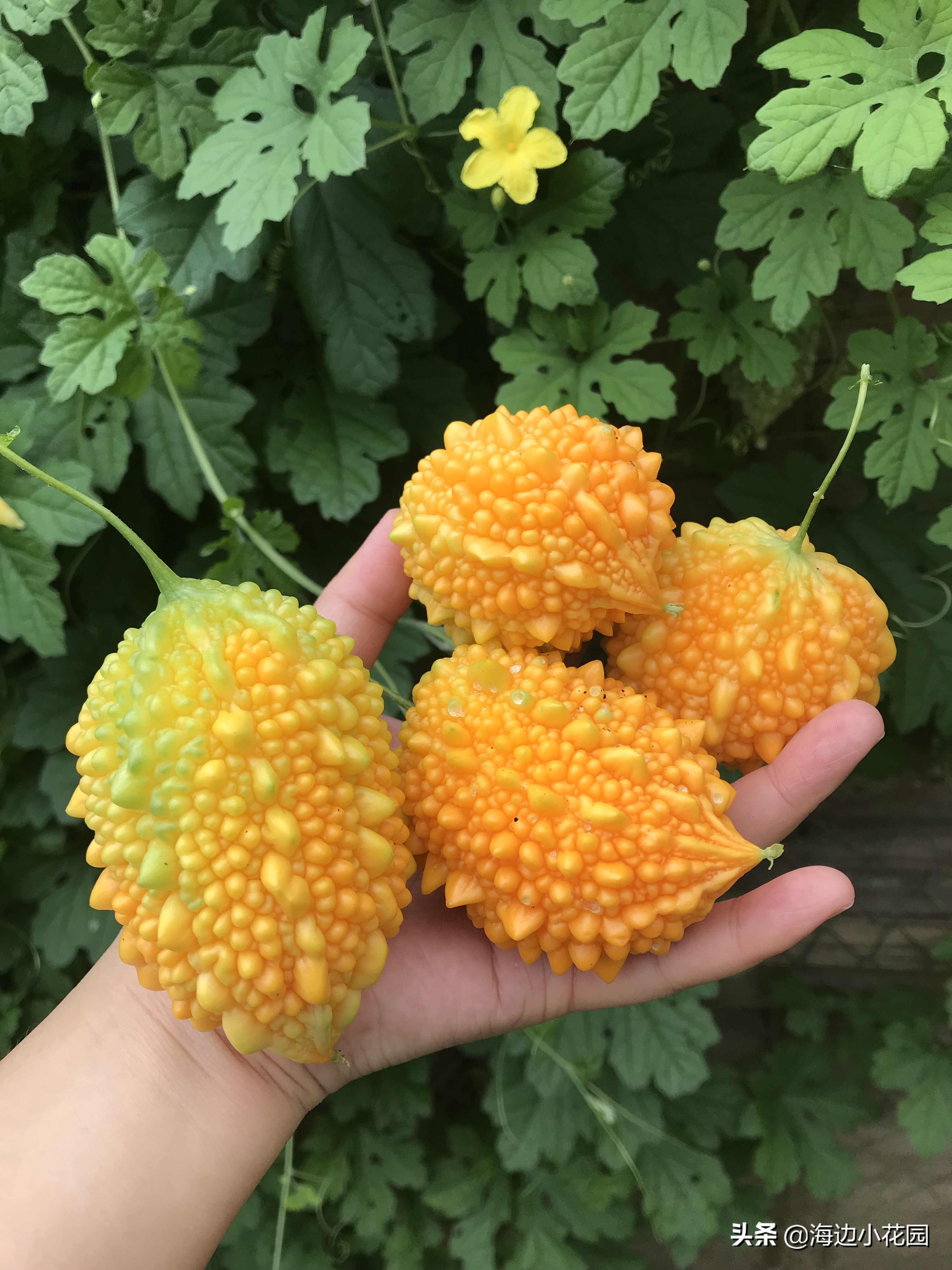 夏天的味道—金铃子（赖葡萄），充满幸福的幸运黄色苦瓜