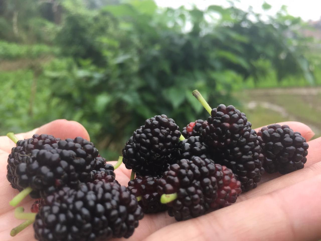 桑树全身都是宝本草纲目记载,桑树一身都是宝被称为东方神木