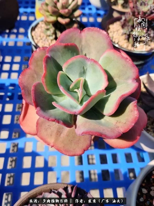 广东春天多肉图片大全,这个季节的多肉状态是最美的
