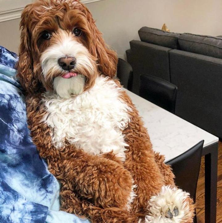 鐩樼偣鍚勪釜鐗瑰埆鐨勬潅浜や覆涓茬嫍,鍝簺瀹犵墿鐘覆涓茶捣鏉ユ洿濂界湅