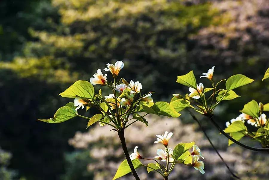 罗田县樱花美景,带你去看油桐花海