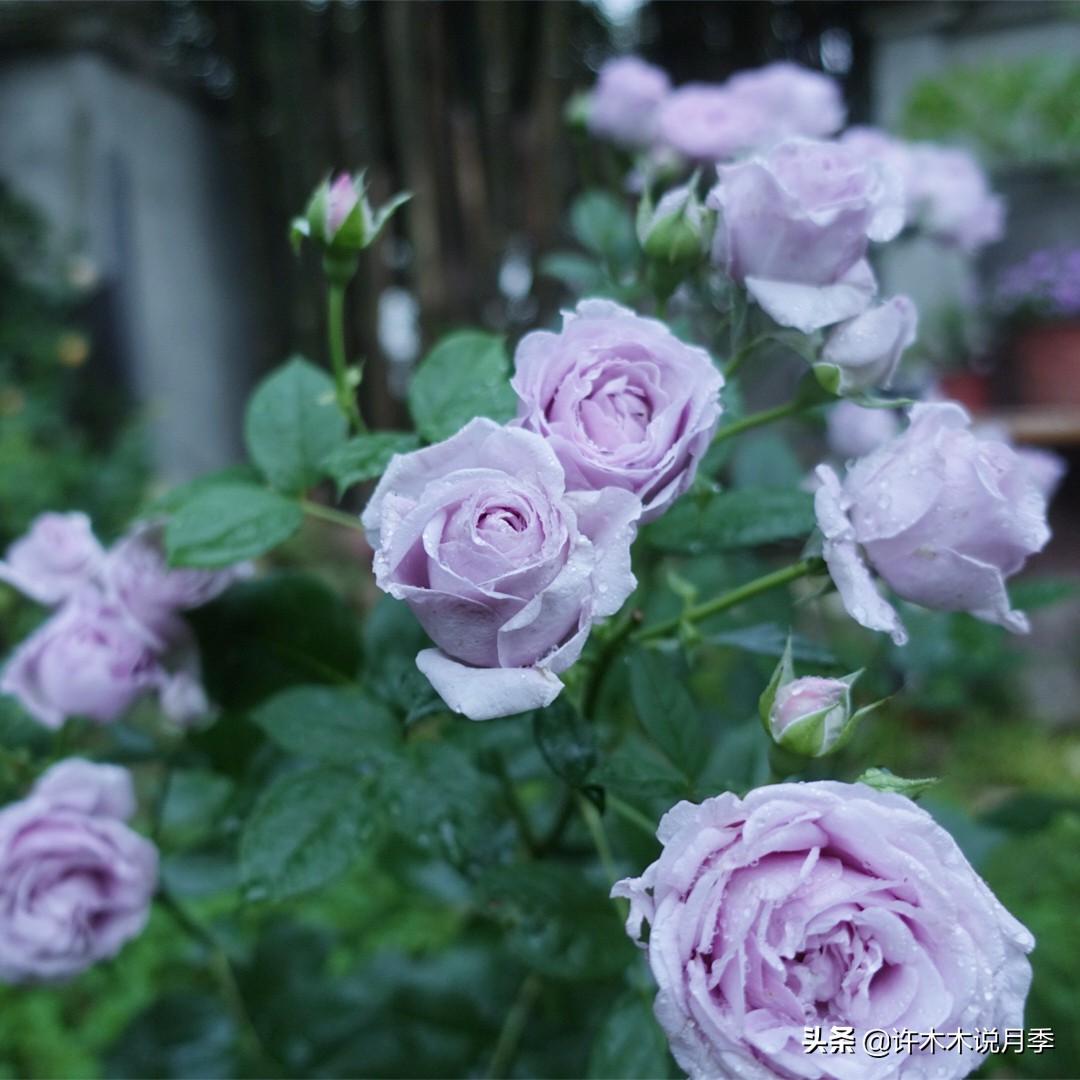 区分爬藤月季和普通月季的方法,微月阳台月季灌木品种有哪些