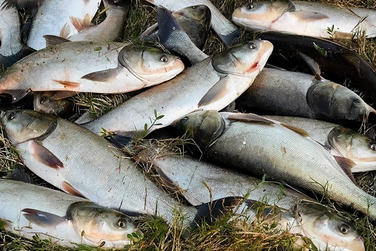 弹簧钩钓鲢鳙的最佳钩距,弹簧钩钓鲢鳙最佳钩距