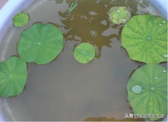 碗莲第一根芽枯萎了,碗莲顶芽发黑腐烂