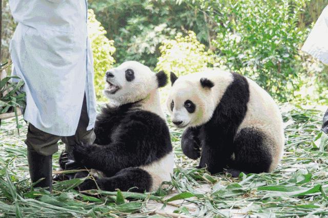 去长隆住哪个酒店经济实惠,去长隆住哪个酒店最好玩