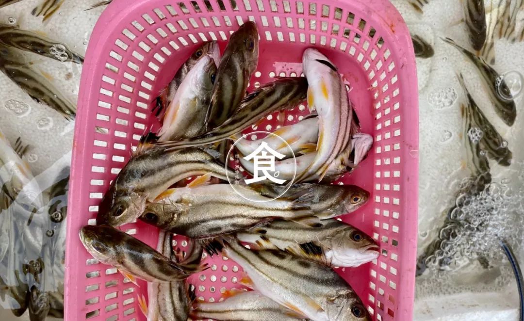 钦州最便宜的海鲜市场,钦州海鲜哪里最便宜