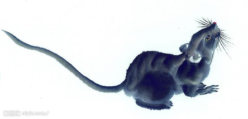 2019猪生肖每月运势李居明,2019特吉生肖运势