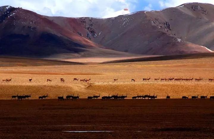 羌塘无人区为什么被称为生命禁区,世界上十大诡异禁区